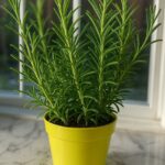 Here’s Why Gardeners Everywhere Are Planting This One Herb in Their Garden