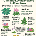 10 Tips for Growing Avocado in a Pot (And Getting It to Bear Fruit)