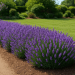 Refreshing Cucumber Salad – A Light Evening Recipe