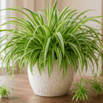 The “Strange Raised Platform” in Your Home — Mystery Solved (And Why It Actually Matters)