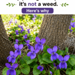 You Don’t Need a Big Yard to Have a Stunning Garden — Here’s Proof